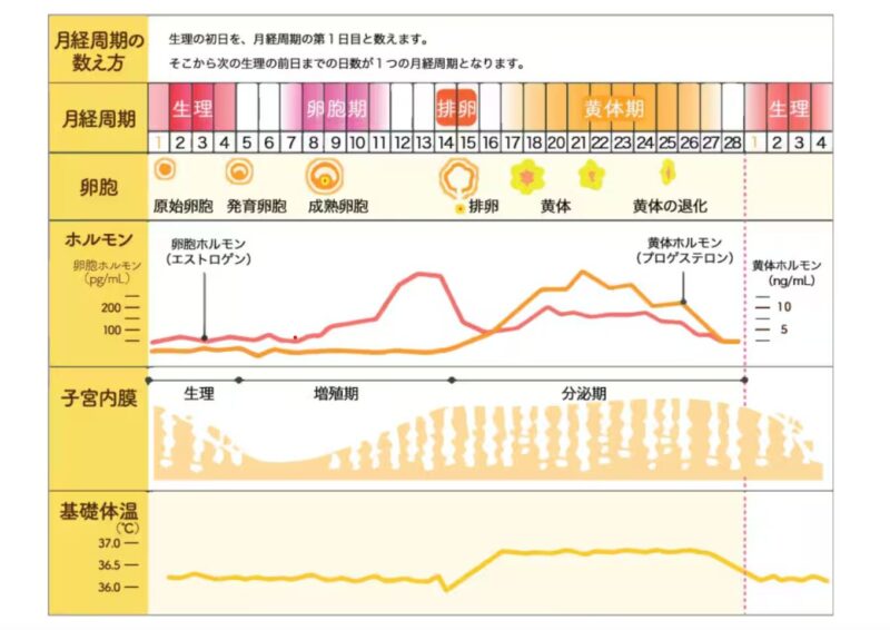 生理周期グラフ